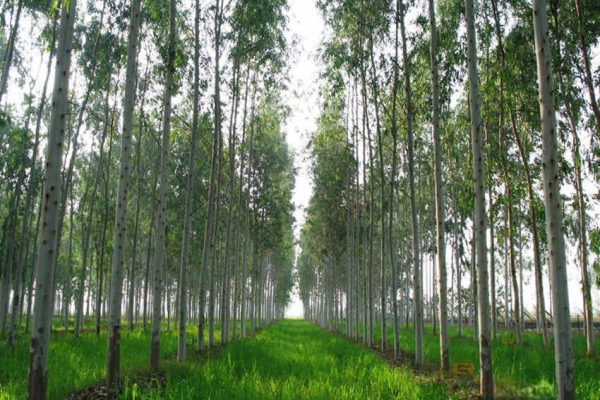 Điều kiện và thủ tục chuyển nhượng đất rừng sản xuất