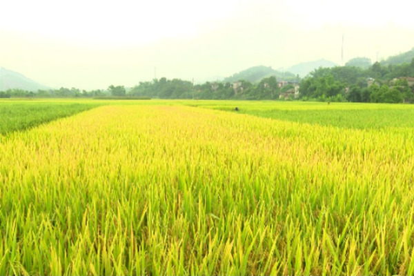 Quy định và thủ tục đăng ký thế chấp đất trồng lúa